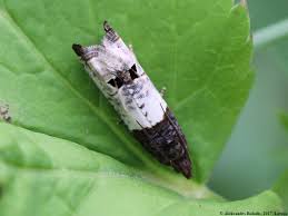 Attēlu rezultāti vaicājumam “Notocelia roborana”