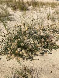 Attēlu rezultāti vaicājumam “Tragopogon heterospermus”