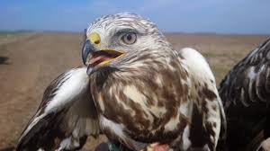 Image result for Buteo lagopus