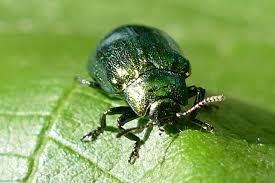 Attēlu rezultāti vaicājumam “Linaeidea aenea”