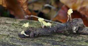 Attēlu rezultāti vaicājumam “Hymenoscyphus calyculus”
