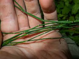 Attēlu rezultāti vaicājumam “Equisetum variegatum”