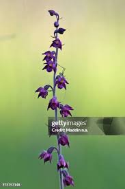 Attēlu rezultāti vaicājumam “Epipactis atrorubens bud”