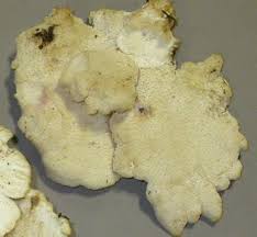 Attēlu rezultāti vaicājumam “Climacocystis borealis”