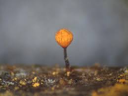 Attēlu rezultāti vaicājumam “Cribraria rufa”