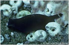 Attēlu rezultāti vaicājumam “Lophozia capitata”