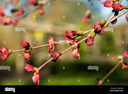 Attēlu rezultāti vaicājumam “Cercidiphyllum japonicum flower”