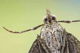 Attēlu rezultāti vaicājumam “Chloroclysta siterata”