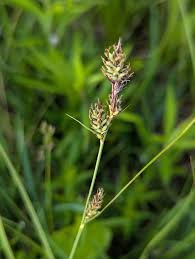 Attēlu rezultāti vaicājumam “Carex buxbaumii”