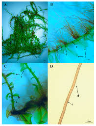 Attēlu rezultāti vaicājumam “Plagiomnium affine sporophyte”