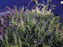 Attēlu rezultāti vaicājumam “Melampyrum nemorosum leaf”