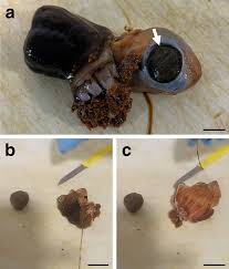 Image result for Cucumaria frondosa