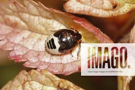 Attēlu rezultāti vaicājumam “Tritomegas bicolor imago”