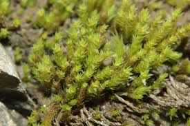 Attēlu rezultāti vaicājumam “Pohlia annotina”