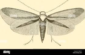 Attēlu rezultāti vaicājumam “Tischeria complanella larva”