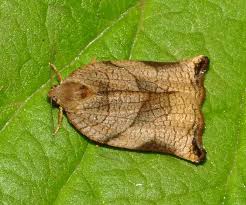 Attēlu rezultāti vaicājumam “Phalonidea permixtana”