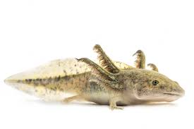 Attēlu rezultāti vaicājumam “Diderma tigrinum stalked”