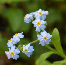 Attēlu rezultāti vaicājumam “Myosotis scorpioides bud”