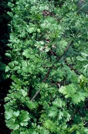 Image result for Anthriscus cerefolium