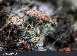 Attēlu rezultāti vaicājumam “Cladonia coccifera”