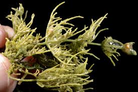 Attēlu rezultāti vaicājumam “Chara hispida”