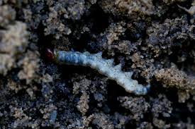 Attēlu rezultāti vaicājumam “Hepialus sylvina”