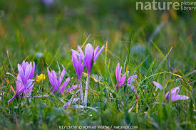 Attēlu rezultāti vaicājumam “Colchicum autumnale flower”
