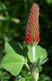 Image result for Trifolium incarnatum