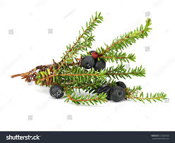 Attēlu rezultāti vaicājumam “Empetraceae”