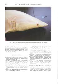 Image result for Carcharhinus isodon