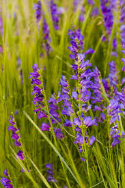 Image result for Cheiranthus cheiri