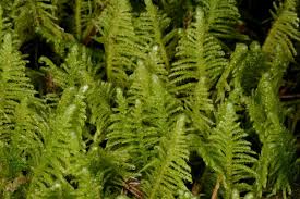 Attēlu rezultāti vaicājumam “Ptilium crista-castrensis”