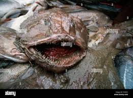 Image result for Lophius americanus