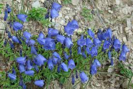 Image result for Glockenblumen