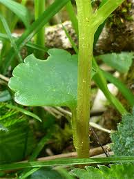 Attēlu rezultāti vaicājumam “Chrysosplenium alternifolium leaf”
