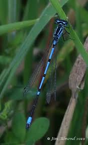 Attēlu rezultāti vaicājumam “Coenagrion pulchellum male”