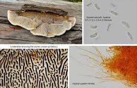 Attēlu rezultāti vaicājumam “Gloeophyllum sepiarium”