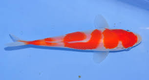 Image result for Cyprinus rubrofuscus