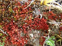 Attēlu rezultāti vaicājumam “Bryum pallens sporophyte”