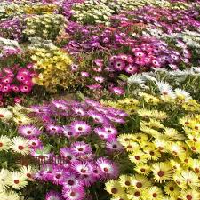 Image result for Mesembryanthemum criniflorum