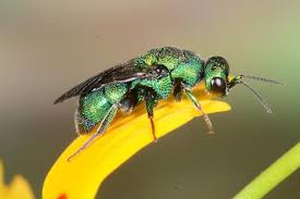 Attēlu rezultāti vaicājumam “Hedychrum sp.”