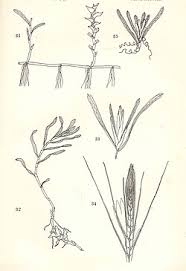 Attēlu rezultāti vaicājumam “Potamogeton compressus”