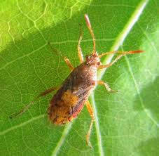 Attēlu rezultāti vaicājumam “Rhopalus maculatus”