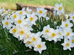 Attēlu rezultāti vaicājumam “Narcissus poeticus”