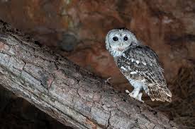 Attēlu rezultāti vaicājumam “Strix aluco”