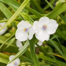 Attēlu rezultāti vaicājumam “Commelinaceae”