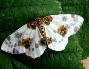 Attēlu rezultāti vaicājumam “Abraxas sylvata”