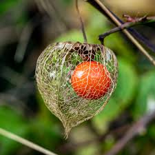 Image result for Lampionblume