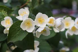 Attēlu rezultāti vaicājumam “Philadelphus coronarius flower”