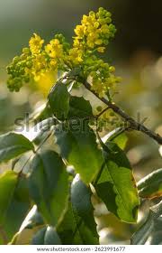Attēlu rezultāti vaicājumam “Mahonia aquifolium bud”